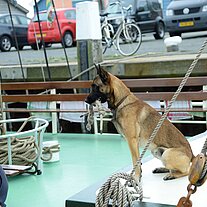 Herrchen wird gefolgt