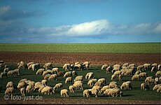 Schafherde