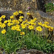 Blümchen zwischen den Steinen