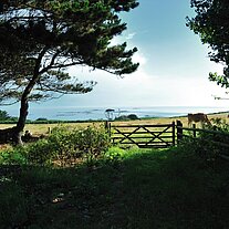 Weide mit Bäumen und Meer