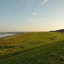 Idyll mit Pferden am Watt im Abendlicht