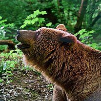 Bär schaut zum Himmel