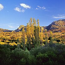 Landschaft Gallura mit Pappeln