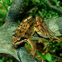 Laubfrosch