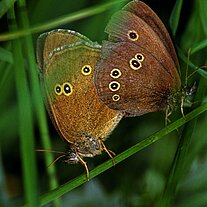 brauner Waldvogel ( Aphatopus hyperanthus )