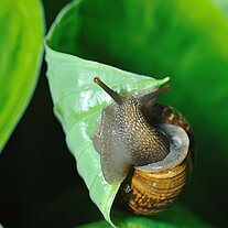 Schnecke auf Blatt