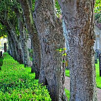 Baumallee am Friedhof