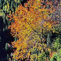 Herbst - Baum am Hang