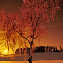 Birke an der Straße