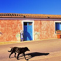 Hund läuft über die Straße