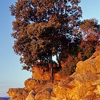 Baum am Felsen im Morgenlicht