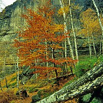 Herbstwald vor Felswand