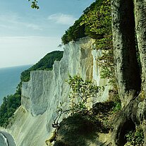 Die Kippen von Møn (Møns Klint)