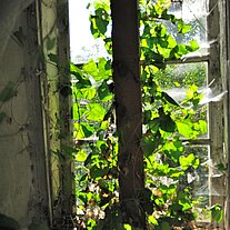 Fenster mit eingewachsenem Efeu