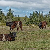 Wollrinder auf der Weide