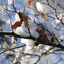 verwelckte Blätter im Schnee
