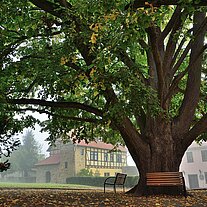 Sommerlinde im Burghof