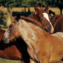 zwei Fohlen kraulen sich