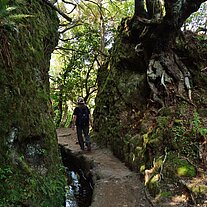 Levada zwischen durch