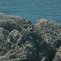 Les Etac Vogelinseln Tölpelkolonien