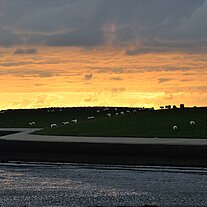 Deichschafe am Abend