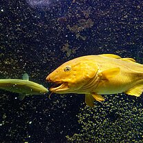 Barsch frisst oder nicht