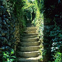 Treppen in den Weinbergen