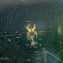 Kreuzspinne im Netz