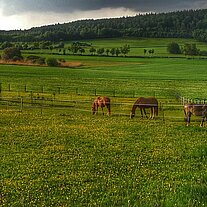 unsere Pferdekoppel