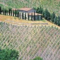 Gehöft mit Pinien und Weinbergen