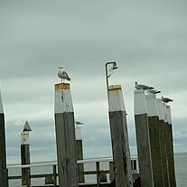 Möven auf den Stegen