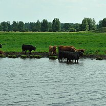 Hochlandrinder am Ufer