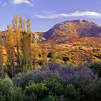 Landschaft Gallura mit Pappeln