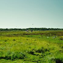 Radfahrer und Möven