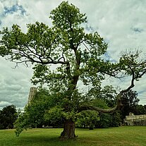 Eiche am Kloster