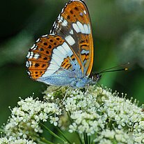 kleiner Eisvogel ( Limenitis camilla )