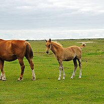Stute mit Fohlen