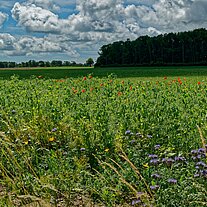 Blumenwiese bei Gudhjem