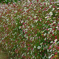 Blumenbewucherte Mauer