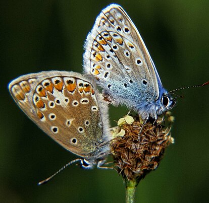 Bläulinge ( Polyommatus icarus )