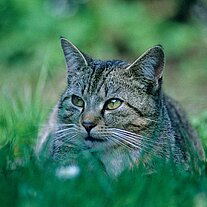 Hauskatze ( Felis catus )