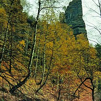 Herbstwald Felsnadel