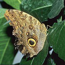 Bananenfalter ( Caligo eurilochus )