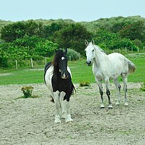 2 Pferde auf einer Koppel