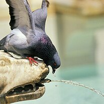 Taube an der Tränke  Siena