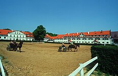 Kutschentraining im Gestüt