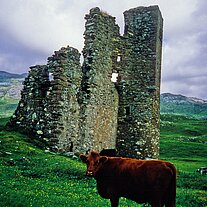 Kuh am Ardvreck Castle
