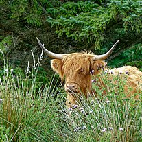 Highland Cattle