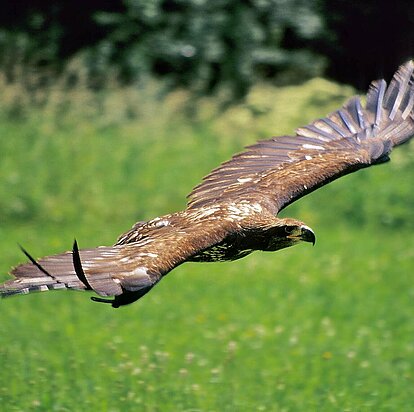 Seeadler fliegt ( Haliaetus leucocephalus )