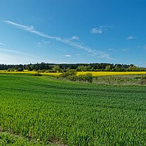 Rapsfelder auf dem Rückweg